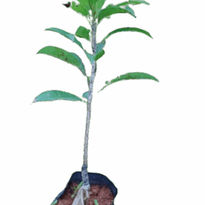 Banana Sapota SMALL