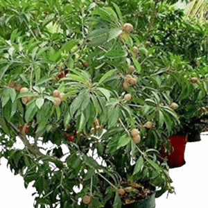 Banana Sapota