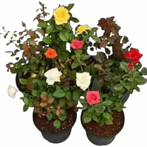 5KG Roja Plant