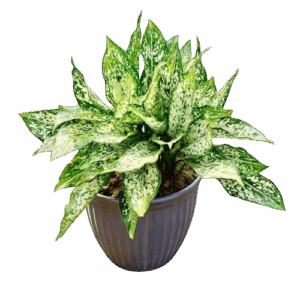 Aglaonema