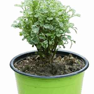 Aralia White Plant