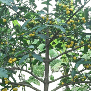 Baraba Plant