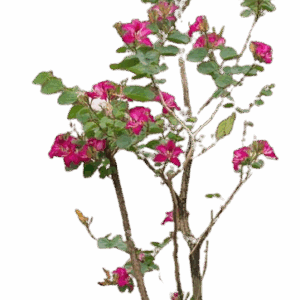 Bauhinia Plant
