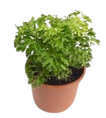 Aralia Plant
