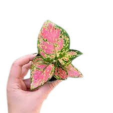 Aglaonema  S