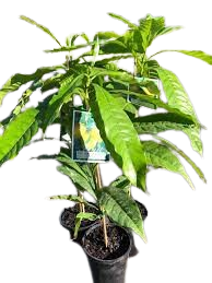 Abiu Big Plant
