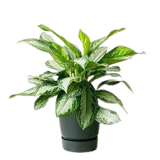 Aglaonema (QTY-100)