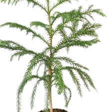 Araucaria