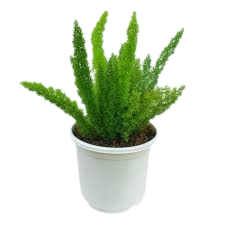 FOXDAILFORM PLANT  (7 Feet)