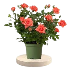 BIG ROSE PLANT