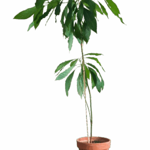 Avocado big