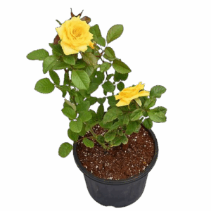 7 DAYS ROSE PLANT